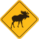 Root Moose