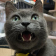 ぶんちゃん🐈㌠