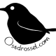 Ostdrossel